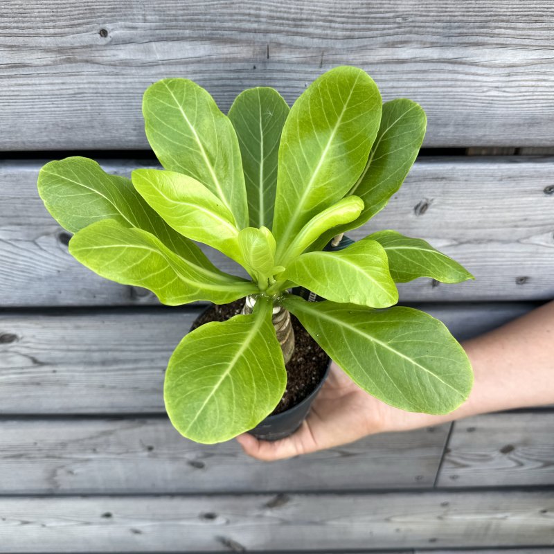 Brighamia insignis (Havajská palma) - kont. C1L, výška 15-25 cm